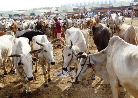 महर मई गांव में लोगों को खाद्यान्न किट के साथ व अन्य सामान वितरण करते क्षेत्रीय विधायक रामनरेश अग्निहोत्री