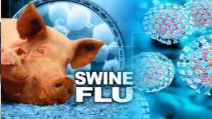 (african swine fever):