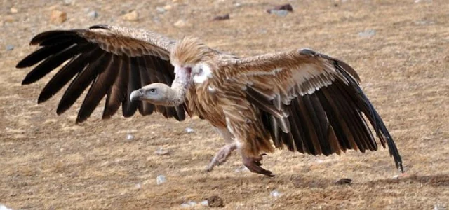 (National Park)