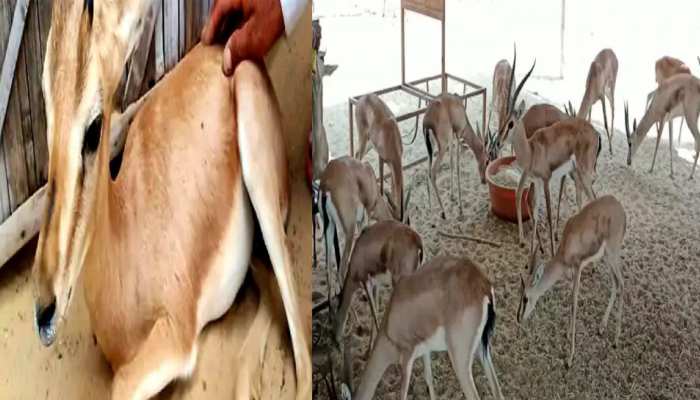 (deer):