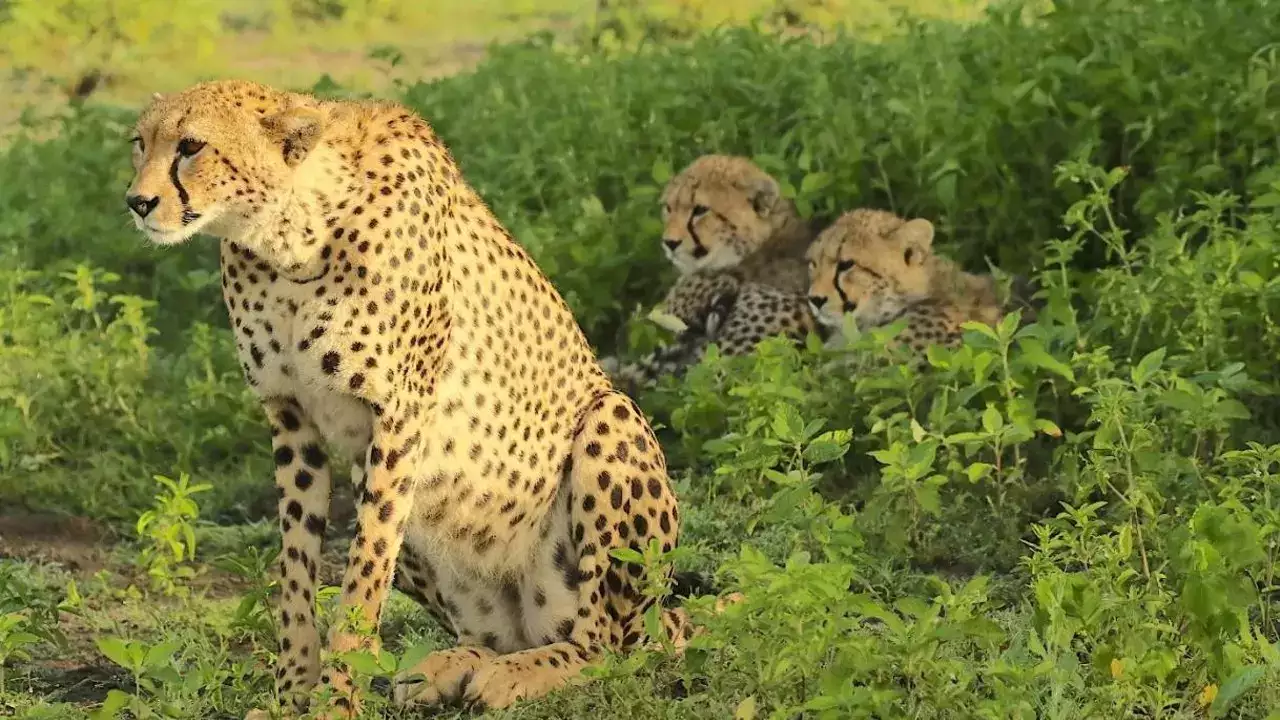 (African cheetahs)