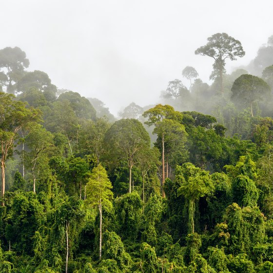 (eco system)