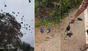 (Birds die)