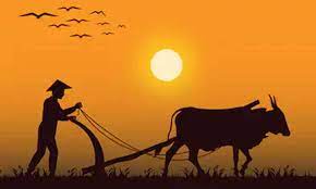 (farmer's luck)