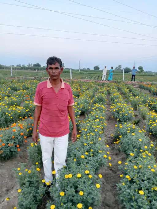 (Flower farming):