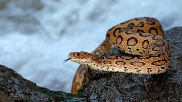 (Poisonous snake):
