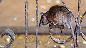 (rat theft)