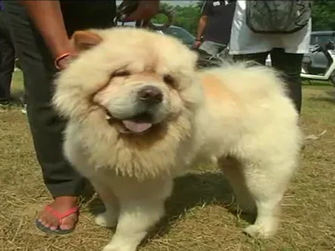 (11 lakh dog)
