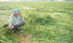 (rain in haryana)