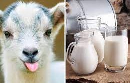 (Goat milk)