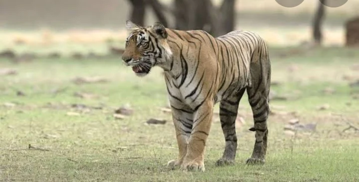 (Tiger)