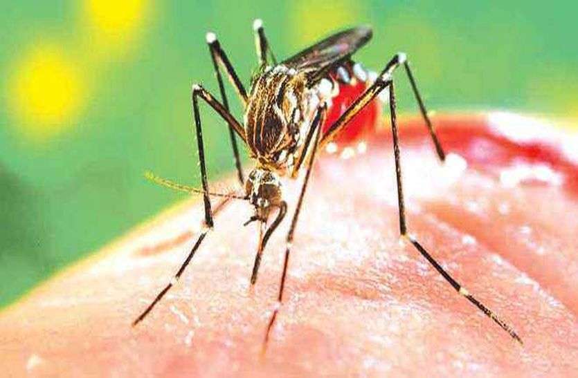 (cases of dengue)