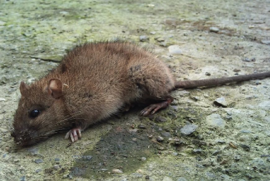 post-mortem)