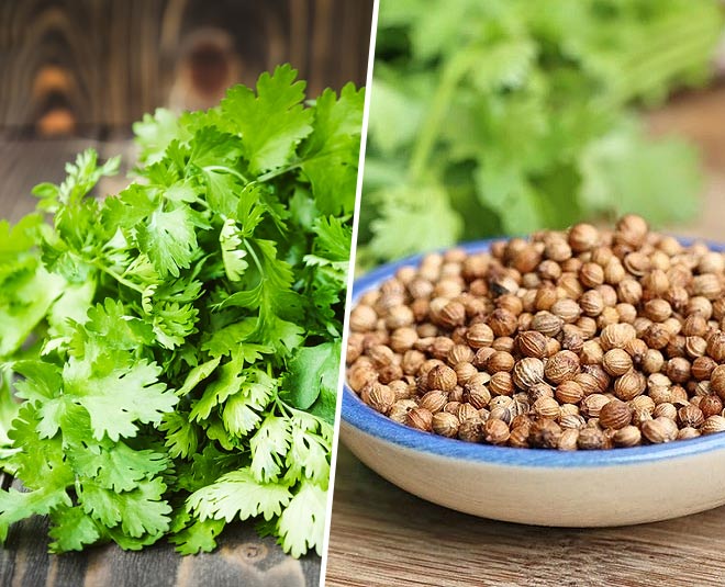 (Coriander)