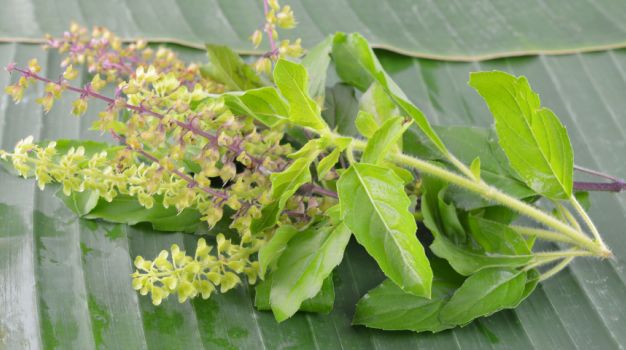  (forest basil)
