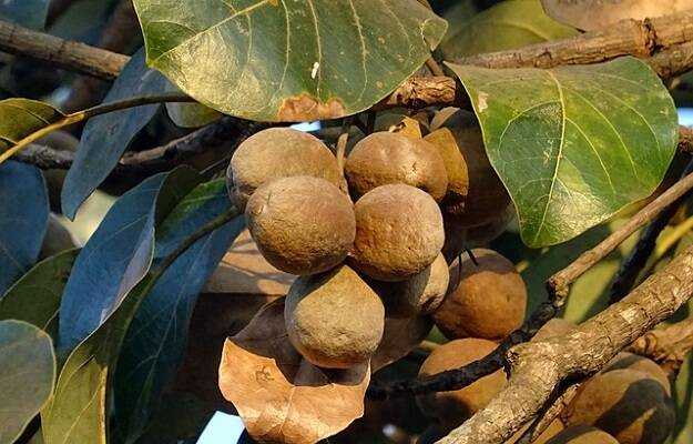   ( Ayurvedic medicines.)