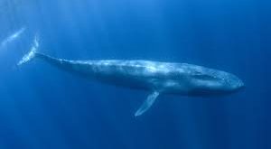 ( blue whale)