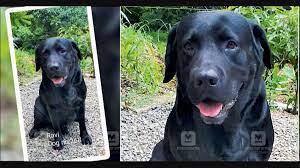 (DGM's dog )