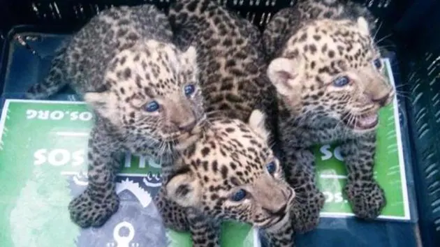 ( leopard)