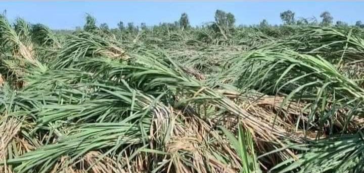 (sugarcane )