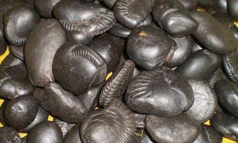 (Shaligram)