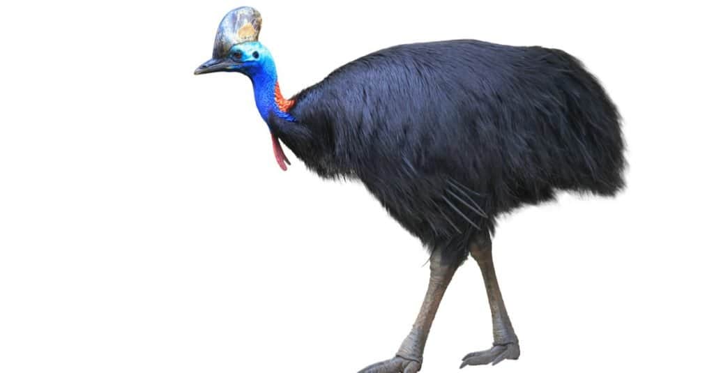 (birds)