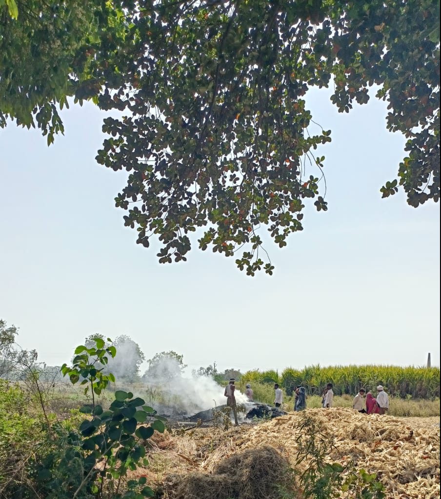 चिंगारी से कटे हुए गन्ने के खेत में पडे खरपतवार मे आग लगने से पास में खड़े गेहूं की फसल पर आग लगने से 3 बीघे फसल जलकर राख हो गई