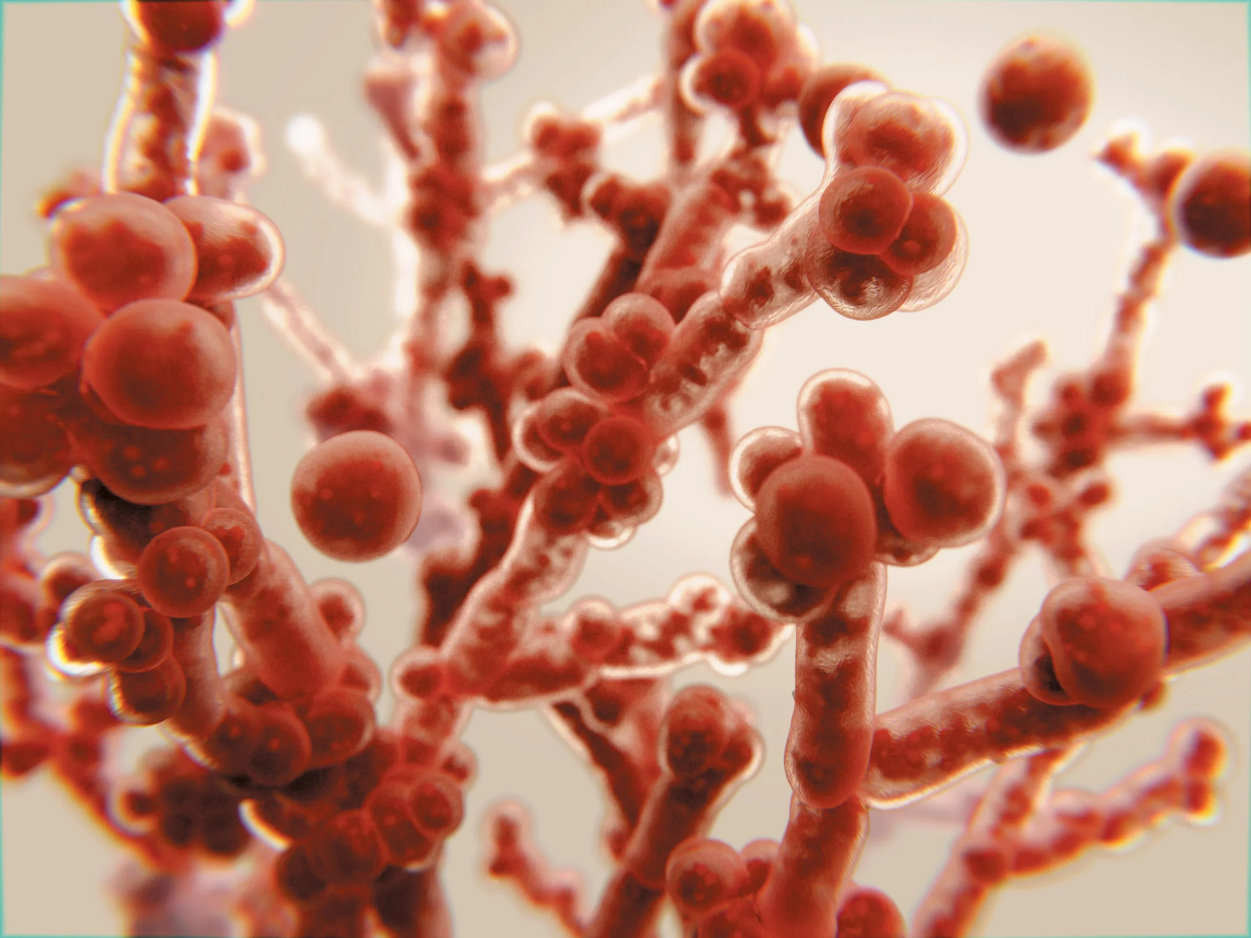 (Fungal)