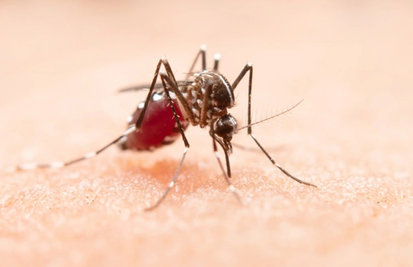 ( dengue.)
