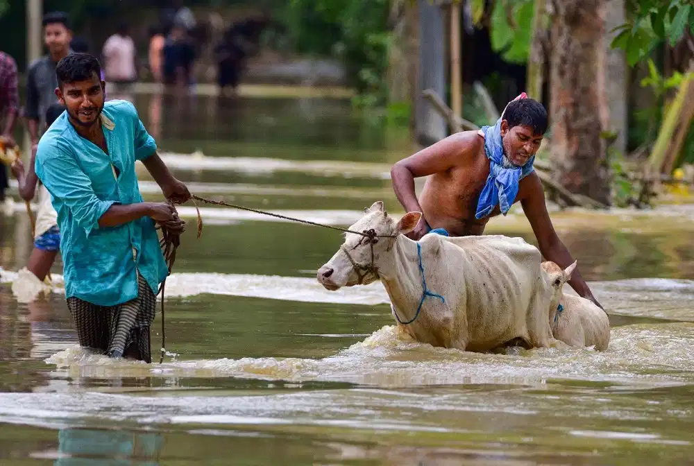 (Assam)