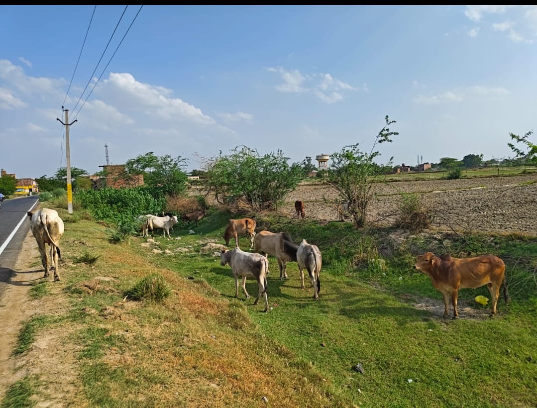 किशनी के कटरा समान में मैनपुरी मार्ग पर घूमते छुट्टा गौवंश