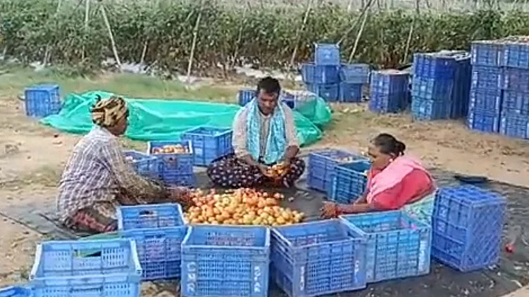 (टमाटर)