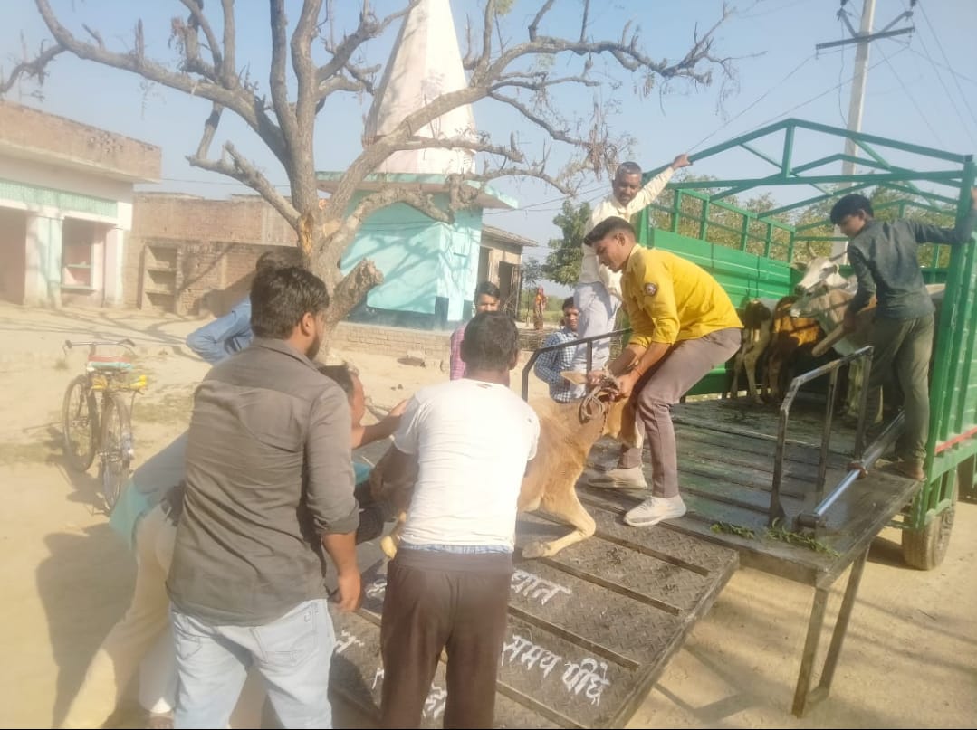 किशनी के नैगवां तिराहे पर गौवंश को लादते कर्मचारी