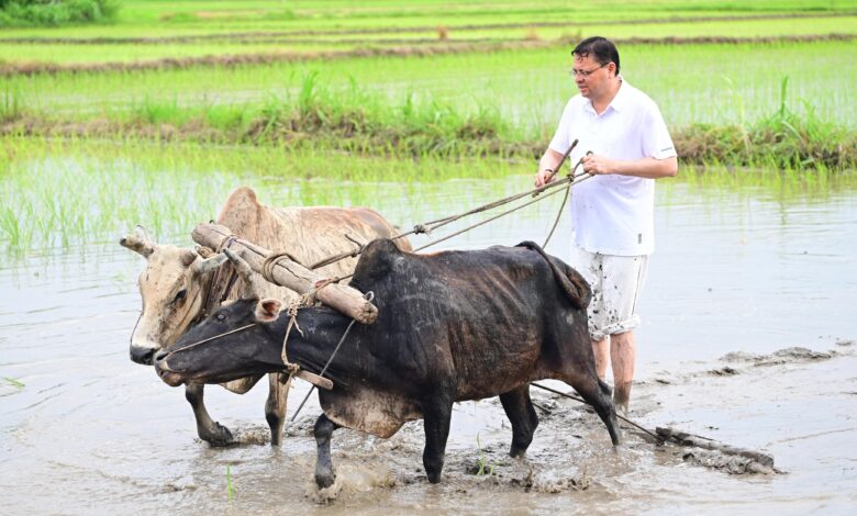 सीएम धामी