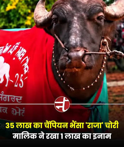 चैंपियन भैंसा ‘राजा’